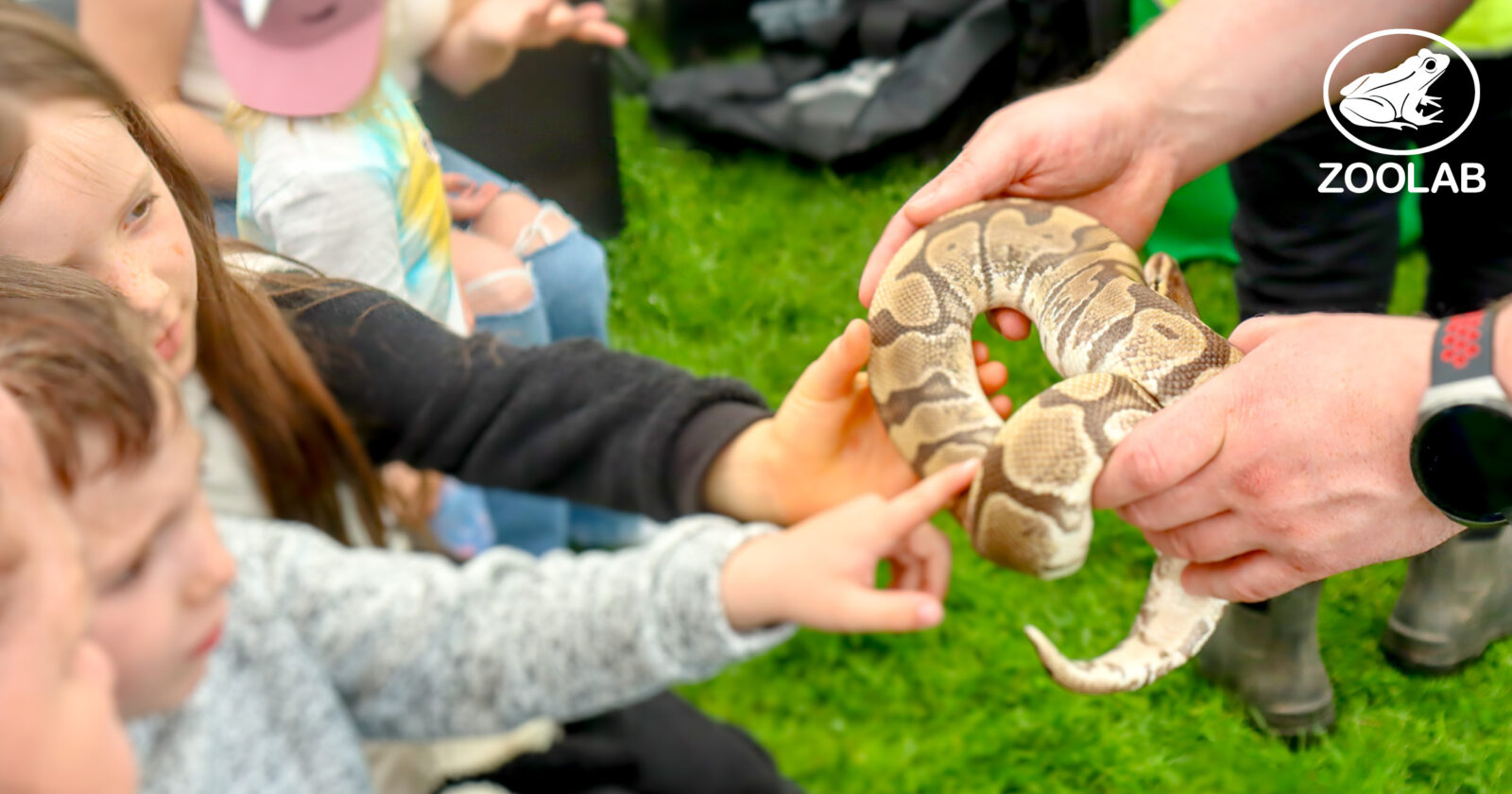 Two small children reach out to touch a brightly coloured snake