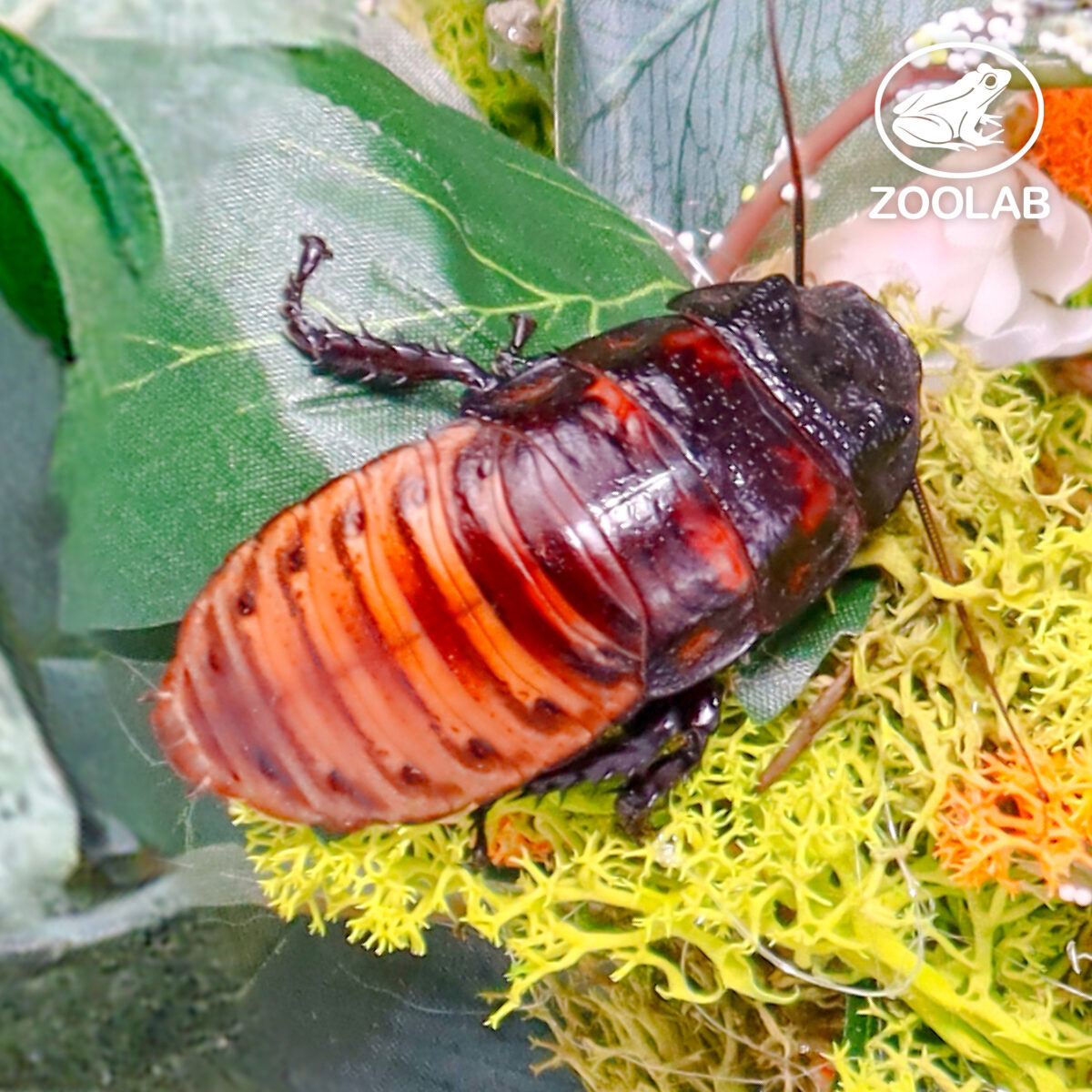 Cockroach