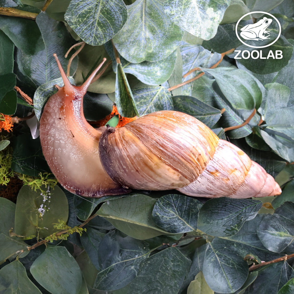 Snail