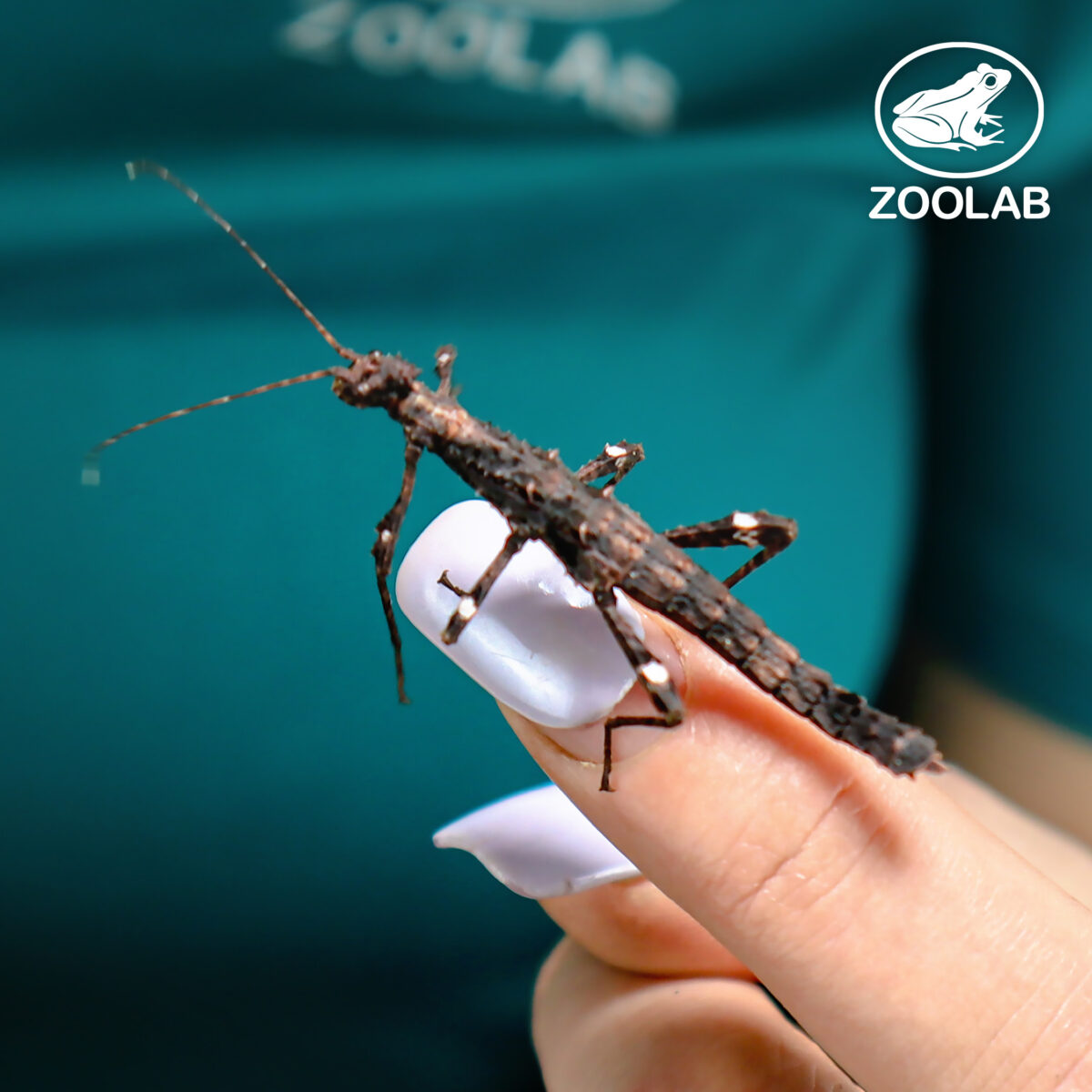 Stick Insect