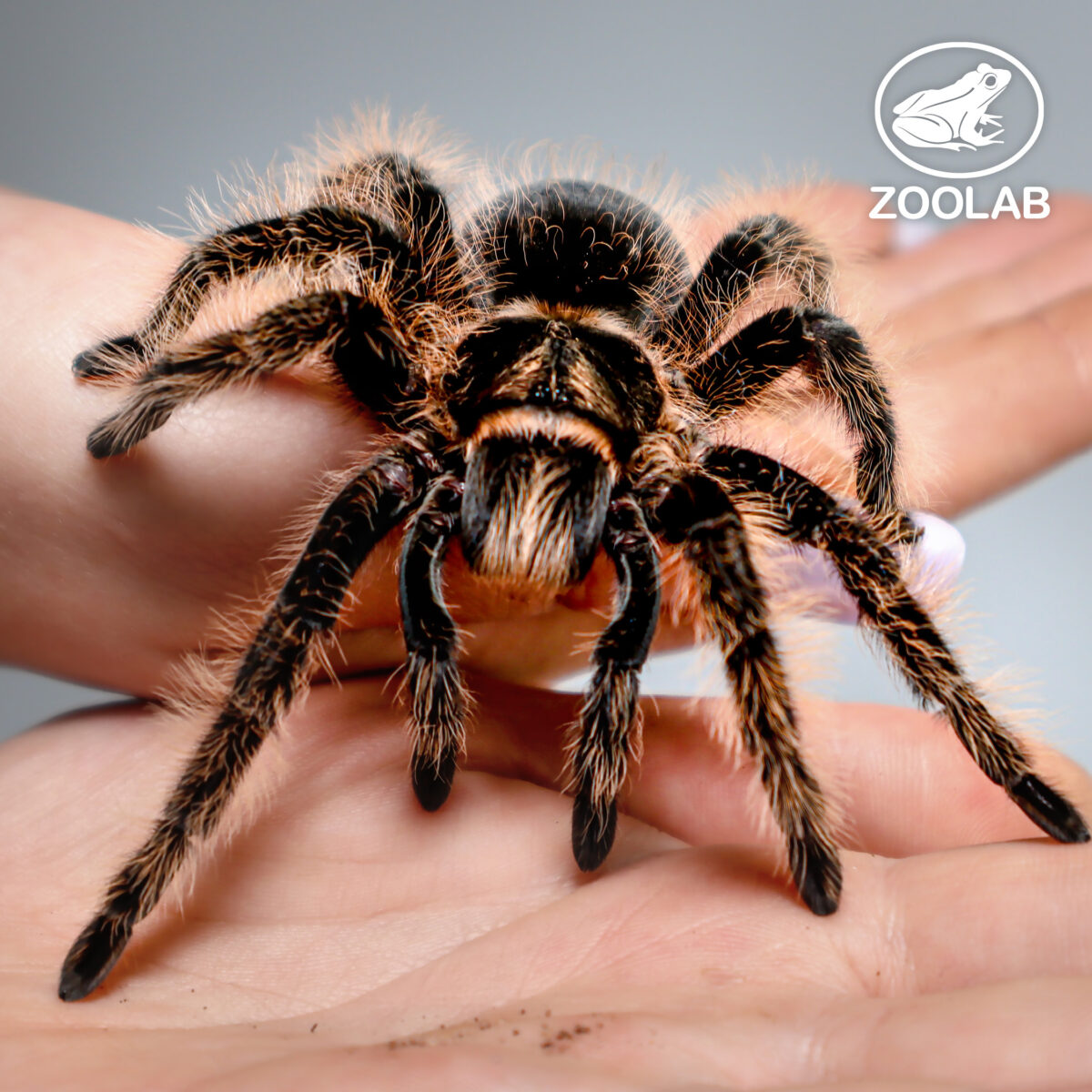 Spider